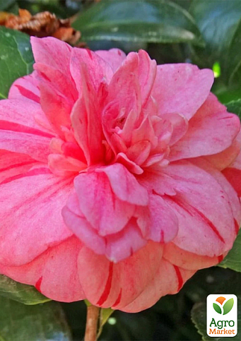 LMTD Камелия цветущая японская 2-х летняя "Nishiki Kirin" (высота 30-40см) - фото 6