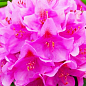 Рододендрон кетевбінський 5-ти річний "Розеум Елеганс" (Roseum Elegans) С7,5л висота 1,2-1,4м цена