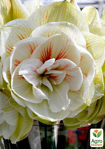 Гиппеаструм махровый "Nymph" (Амариллис) 