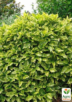 LMTD Аукуба японська "Krotonifoliia" (золоте дерево або плямистий лавр) висота 20-30см2