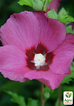 Гібіскус сирійський 2-х річний "Flower Tower Ruby" С1,5 висота 30-40 см3