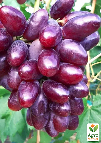 Виноград "Эмир" (вес грозди до 2000 г ягода крупная, сладкая)
