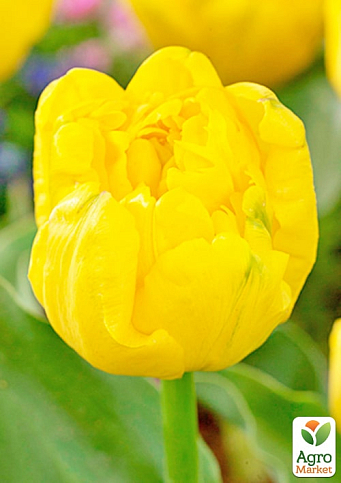 Тюльпан махровый "Yellow Baby" (Нидерланды) - фото 2