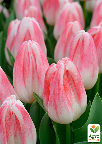 Тюльпан "Kyoko Takahashi"