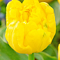 Тюльпан махровый "Yellow Baby" (Нидерланды) купить