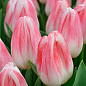 Тюльпан "Kyoko Takahashi"