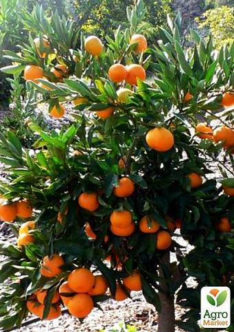 Мандарин "Міагаве Васе" - фото 5