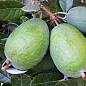 Фейхоа зеленая "Король Жоан" (King Joan)
