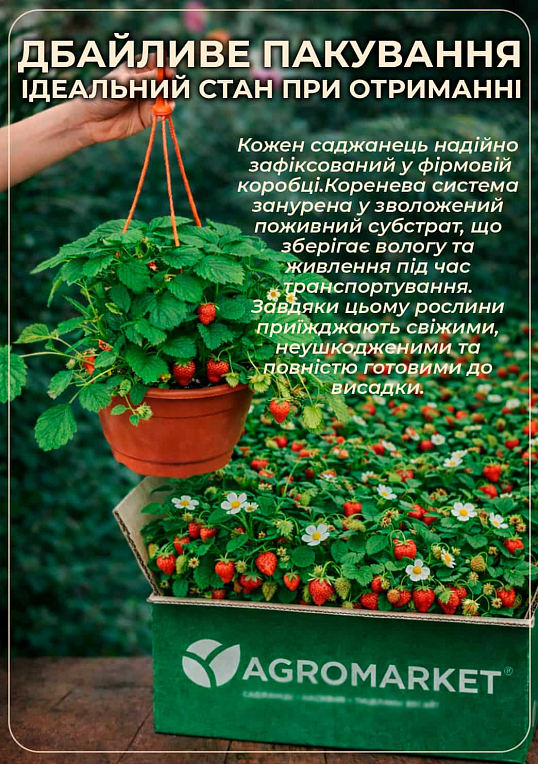 Суниця великоплідна "Барон Солемахер" ремонтантна у підвісному вазоні - фото 4