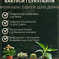 Кактус "Ореоцереус Цельса" (Oreocereus celsianus) (Нидерланды) купить