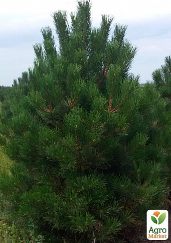 Сосна Чёрная "Nigra" (Pinus Nigra) горшок P9 - фото 2
