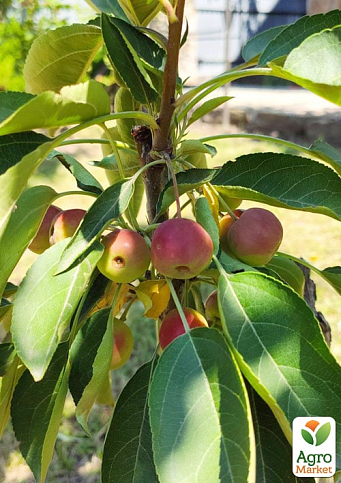 Яблоня колоновидная "Райка" (осенний сорт) - фото 3