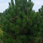 Сосна Чёрная "Nigra" (Pinus Nigra) горшок P9 купить