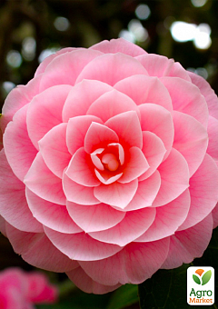 Камелия японская розовая "Donation" 1