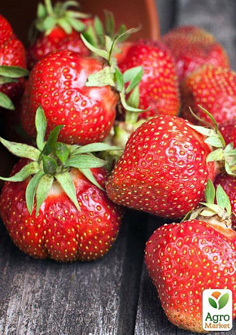 Полуниця "Сан Андреас" (San Andreas) (ремонтантний сорт) - фото 8