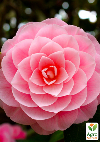 Камелия японская розовая "Donation" 