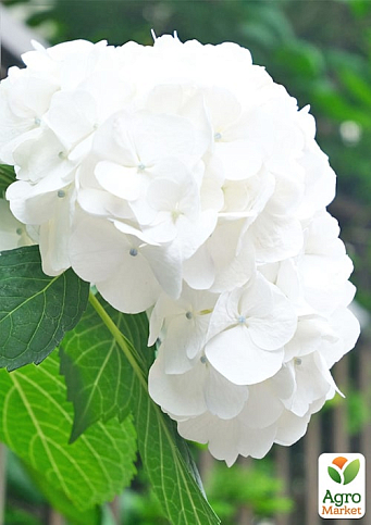 LMTD Гортензия крупнолистная цветущая 3-х летняя "Snowball" (30-40см) - фото 6