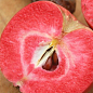 Яблуня красномясая "Трініті" (Trinity) (літній сорт, середній термін дозрівання)