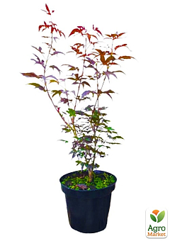 Клен 3-х річний японський пальмолистний (Аcer palmatum Sumi-nagashi Intense Dark) С3, висота 60-80см29