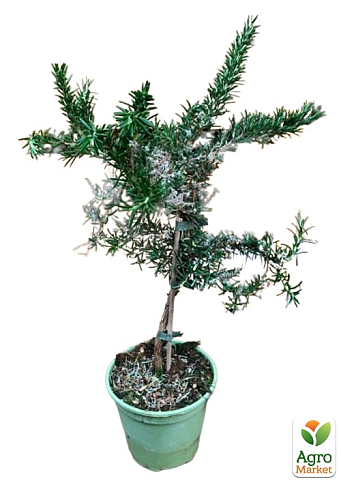 LMTD Розмарин "Ампельний" на штамбі 3-х річний (30-40см)  - фото 7