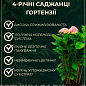 Гортензія крупнолиста 4-х річна "Rembrandt Dolce Chic" (70-90см)