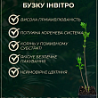 Бузок махровий інвітро "Paul Thirion" вазон С2 купить