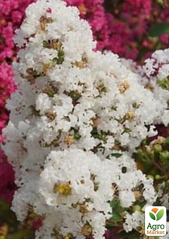 Лагерстремия индийская сирень "With Love Virgin" (Lagerstroemia indica With Love Virgin)6