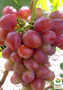 Виноград "Рубіновий Ювілей" (легкий мускат, велике гроно 800-2000 гр) 1 саджанець в упаковці2