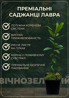 Лавр вечнозеленый "Кавказский" (2х летний, высота 30-40 см)29