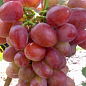Виноград "Рубіновий Ювілей" (легкий мускат, велике гроно 800-2000 гр) 1 саджанець в упаковці