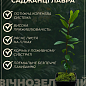 Лавр вечнозеленый "Кавказский" (2х летний, высота 30-40 см) купить