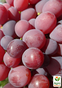 ВИНОГРАД ЗАРЯ НЕСВЕТАЯ: купить саженцы винограда заря несветая в Одессе,Киеве и Украине - Agro-Market