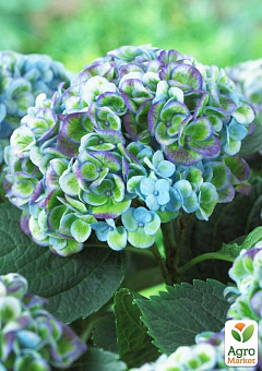 LMTD Гортензия на штамбе цветущая 4-х летняя "Magical Revolution Blue" (50-60см)12