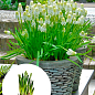 Мускари "White Magic" укорененные