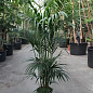 LMTD Пальма Ховея "Forsteriana" (висота 50-70см)
