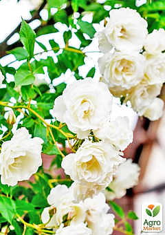Троянда грунтопокривна "Сноу баллет" (Snow Ballet®) (саджанець класу АА +) вищий сорт1