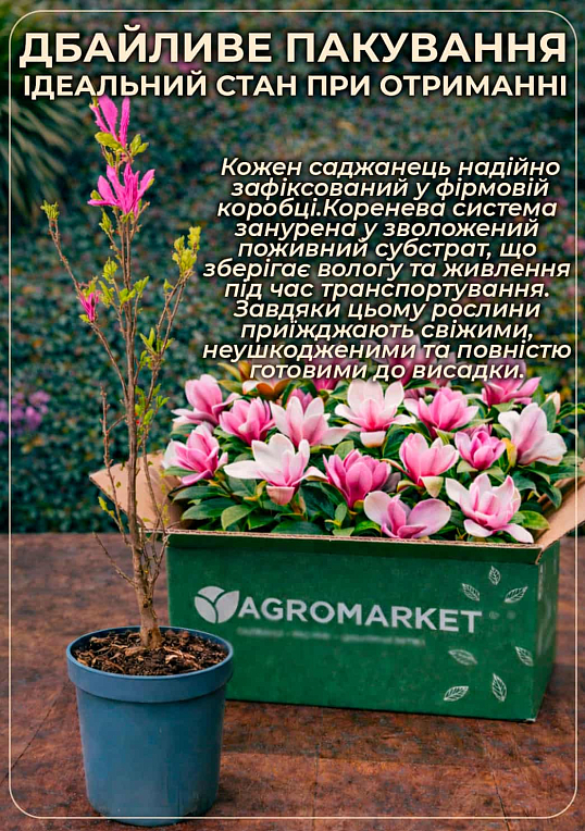 LMTD Магнолия "Heaven Scent" 4-х летняя (высота 80-100см) - фото 3