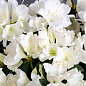 Азалия Японская "Снежная жемчужина"(Azalea japonica Schneeperlе)