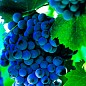 Виноград "Молдова" (поздний срок созревания, хорошо хранится до 180 дней и транспортируется) купить