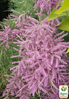 Тамарикс ветвистый 2-х летний "Pink Cascade" С218