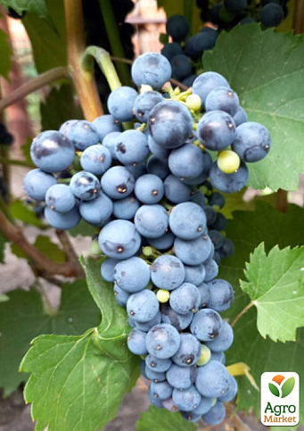 LMTD Виноград "Marechal Foch" (сортовой, укорененный)