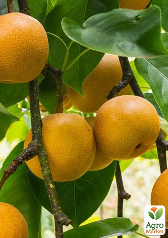 Азіатська груша "Ніджісейки" (солодкий, суперсоковий сорт, середній термін дозрівання)