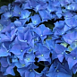 LMTD Гортензия на штамбе крупнолистная цветущая 4-х летняя "Early Blue" (50-60см) цена