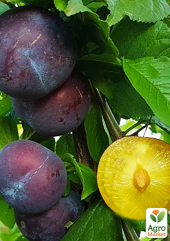 Слива диплоидная "Блю Кармен" (летний сорт, ранний срок созревания)
