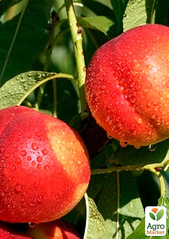 Нектарин колоновидний "Фантазія" - фото 2