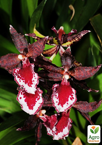 Орхидея Камбрия "Colmanara Masai Red" - фото 3