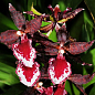 Орхидея Камбрия "Colmanara Masai Red" цена