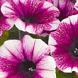 Петуния ампельная Sweetunia "Purple Touch" (контейнер №10, высота 10-15см)