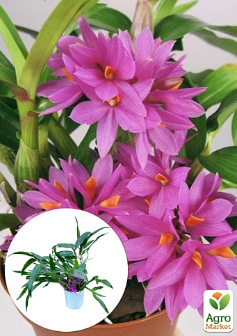 Дендрофаленопсис "Rubin"