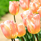 Тюльпан "Apricot Beauty"  купить